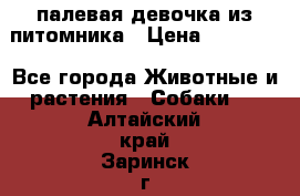 палевая девочка из питомника › Цена ­ 40 000 - Все города Животные и растения » Собаки   . Алтайский край,Заринск г.